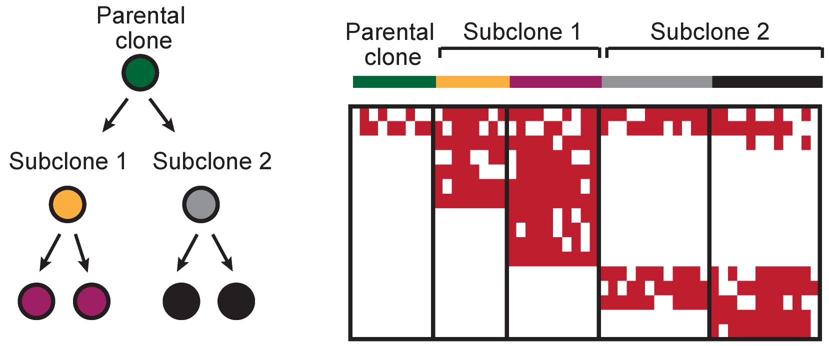Natural genetic barcodes dissect clonal evolution (Penter, Gohil & Wu, Frontiers Immunology 2022)