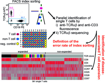 FACS single cell index sorting is highly reliable and determines immune phenotypes of clonally expanded T cells