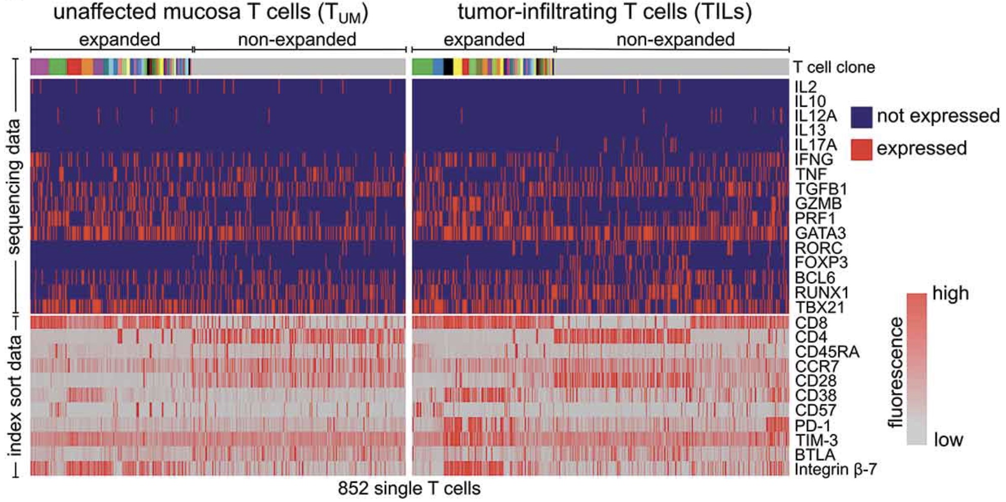 Localization-associated immune phenotypes of clonally expanded tumor-infiltrating T cells and distribution of their target antigens in rectal cancer