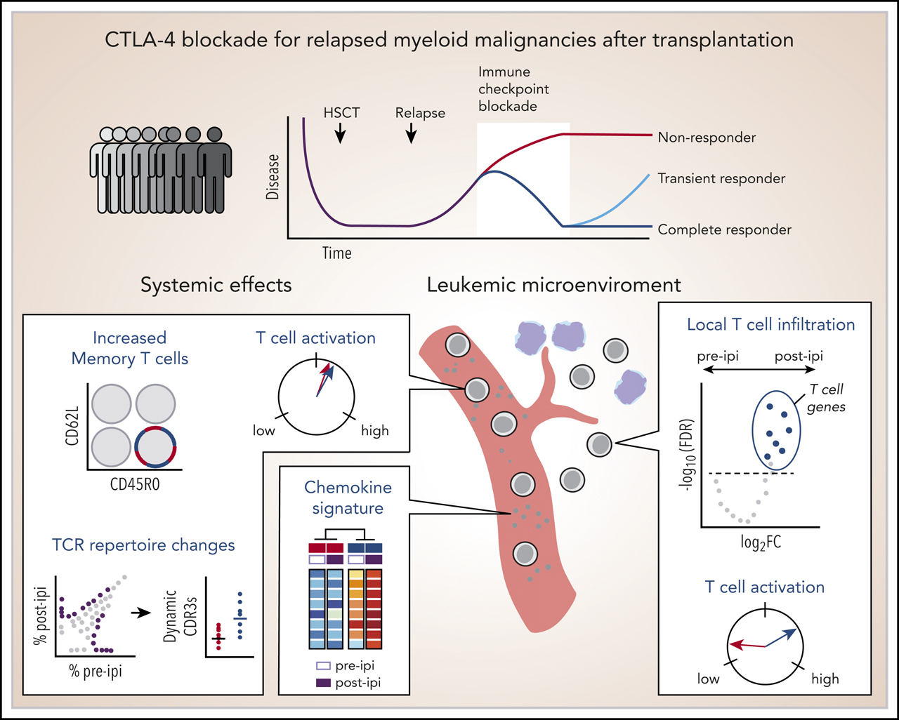 Molecular and cellular features of CTLA-4 blockade for relapsed myeloid malignancies after transplantation