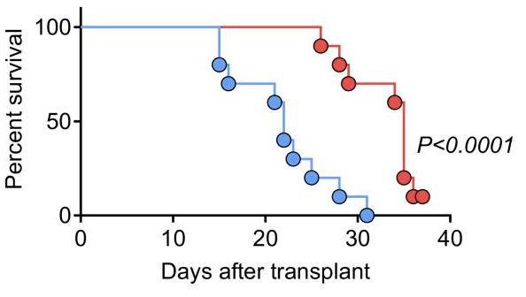 Oncogene-induced TIM-3 ligand expression dictates susceptibility to anti–TIM-3 therapy in mice