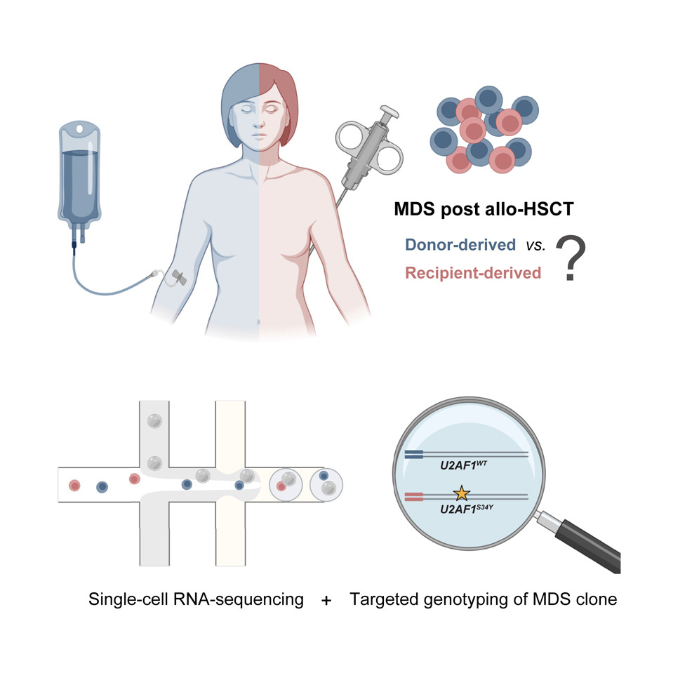 Diagnosing recipient- vs. donor-derived posttransplant myelodysplastic neoplasm via targeted single-cell mutational profiling