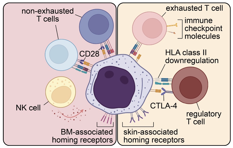 Mechanisms of immune escape and extramedullary tropism in leukemia cutis