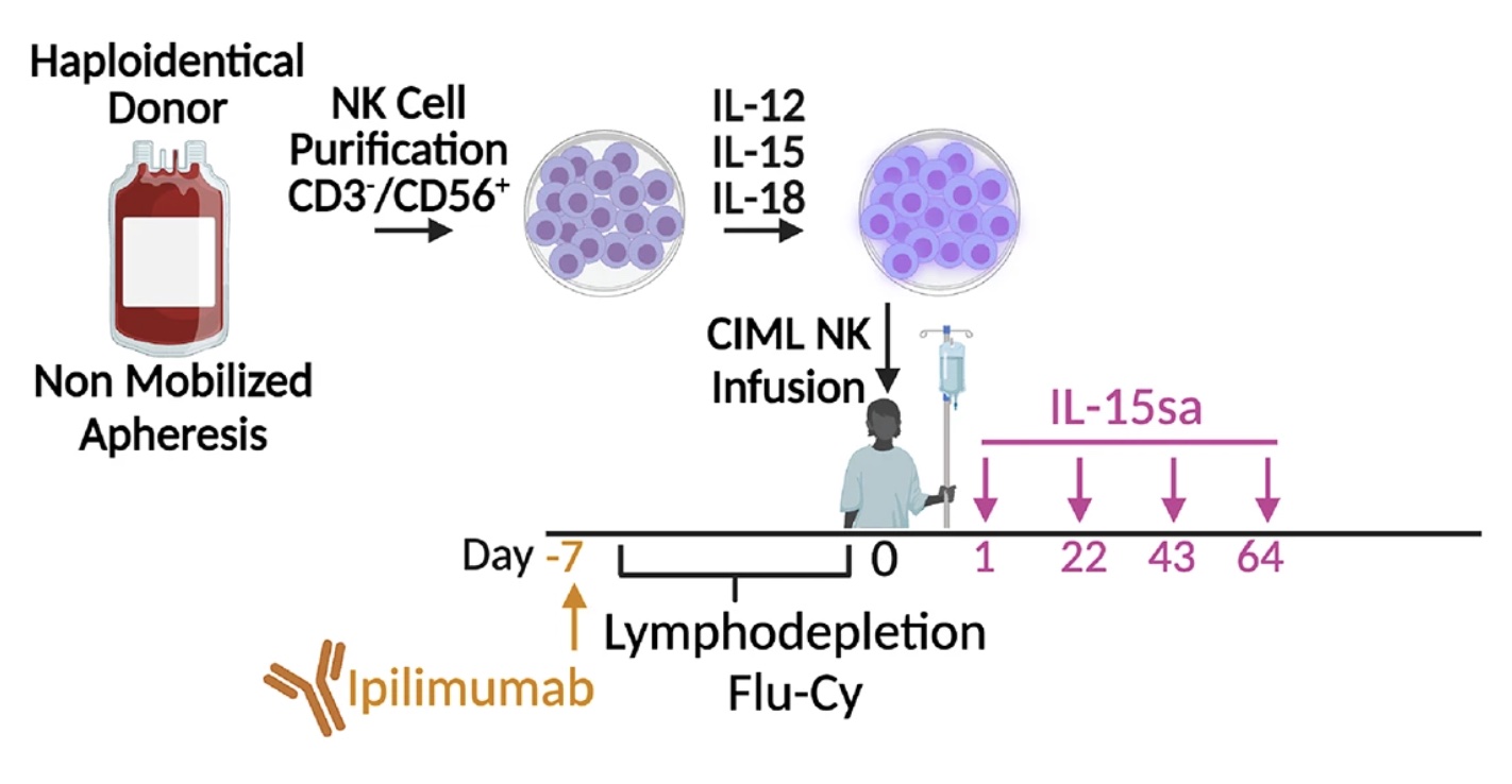 First-in-human evaluation of memory-like NK cells with an IL-15 super-agonist and CTLA-4 blockade in advanced head and neck cancer