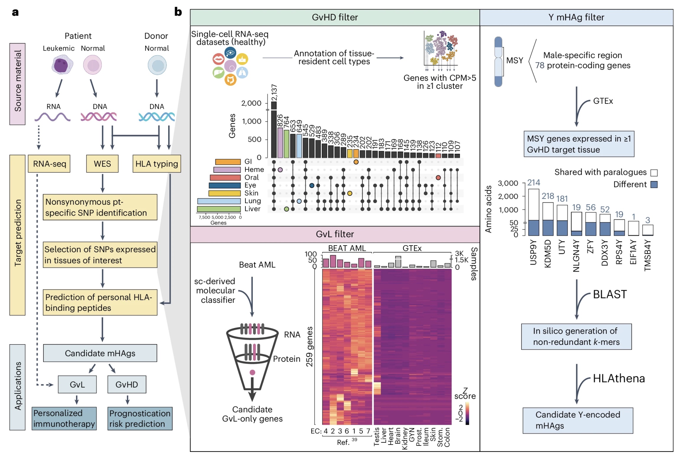 Systematic identification of minor histocompatibility antigens predicts outcomes of allogeneic hematopoietic cell transplantation