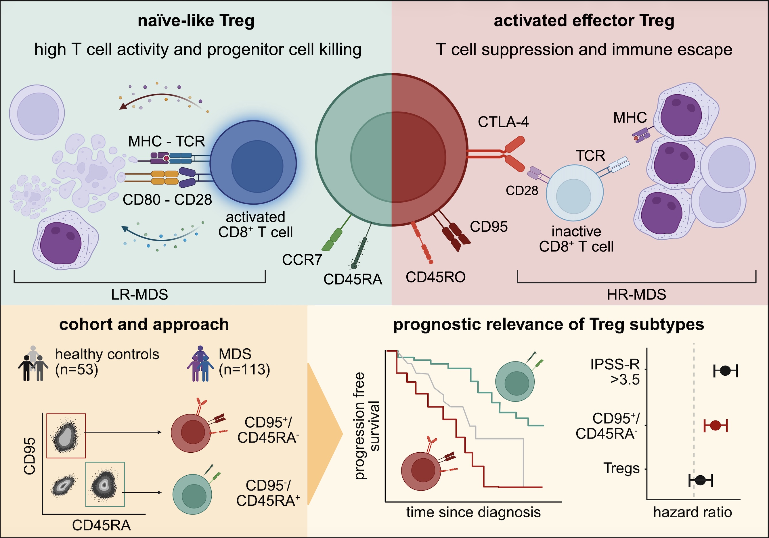 Not all Tregs in
                    <scp>MDS</scp>
                    are created equal