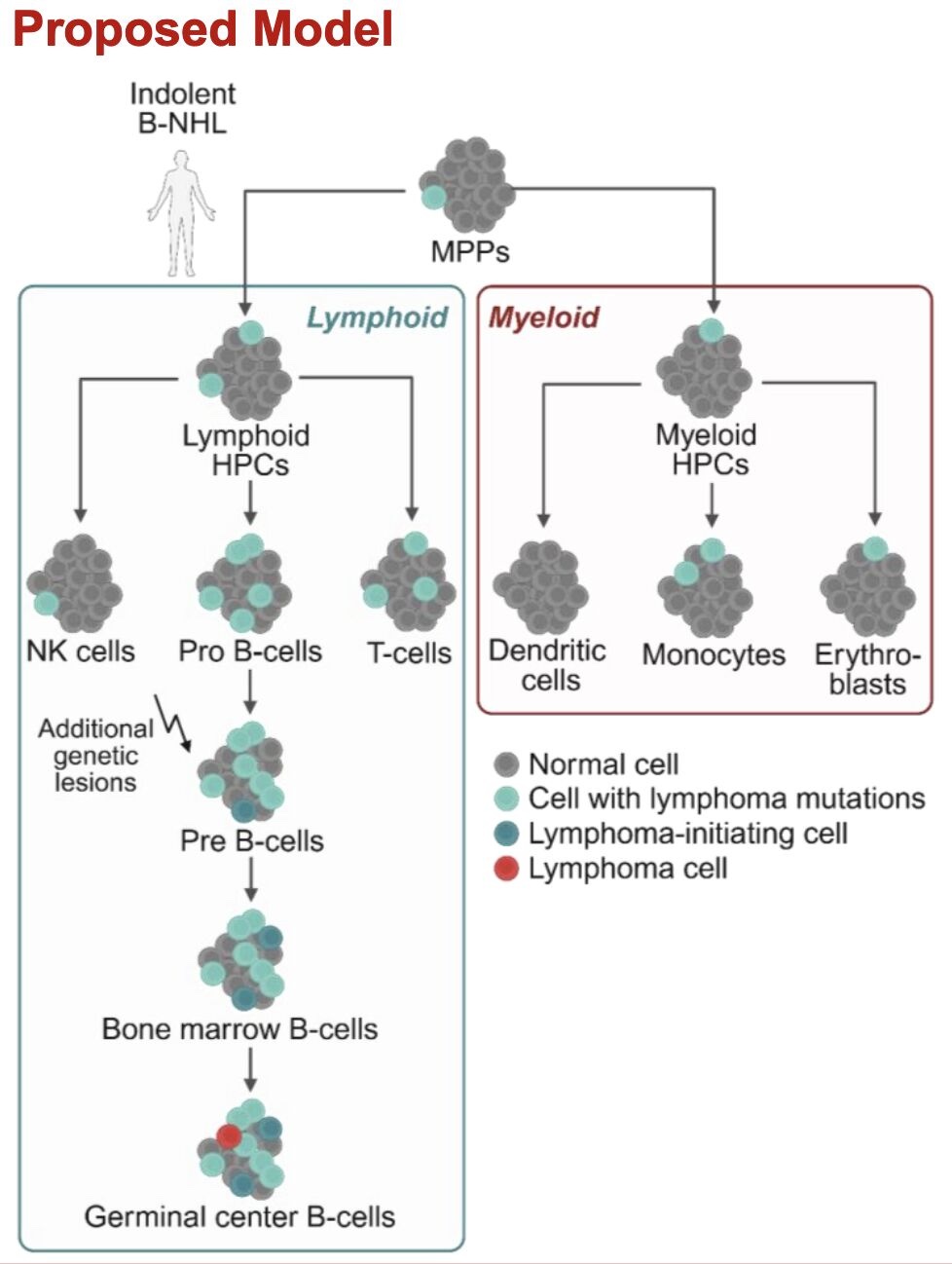 Clonal Hematopoiesis and Lymphoma-Associated Mutations in Hematopoietic Progenitors in B-Cell Non-Hodgkin Lymphoma